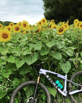 Slunce za mraky, slunečnice pod mraky. Ranní projížďku dej si a celý den zpívej si.. 😄🌻🚴‍♂️ #juvacyklo #rannivýjezd...